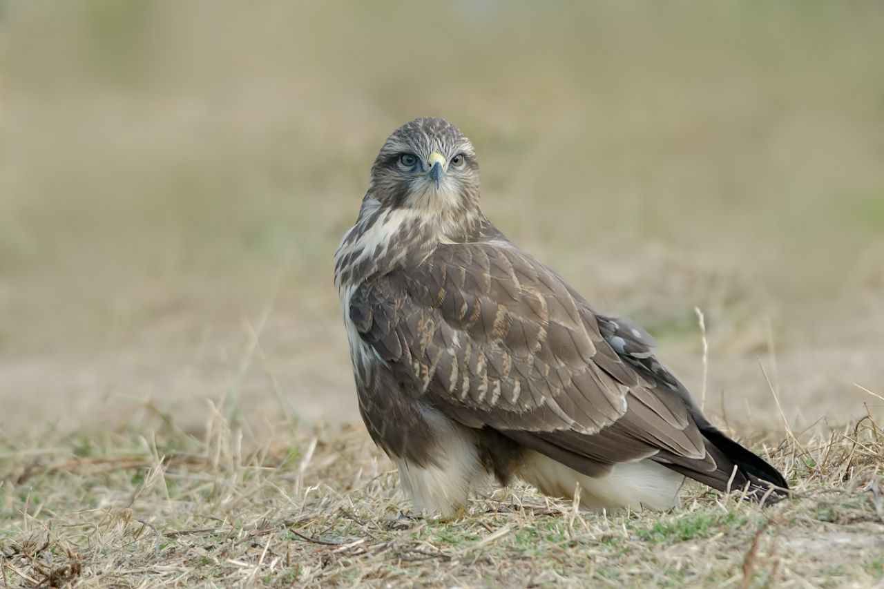 Poiana (Buteo buteo)